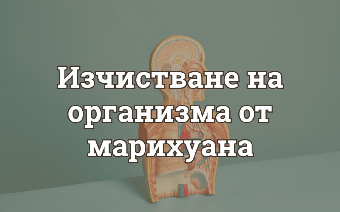 Изчистване на Организма от Марихуана: Какво Работи и Какво е Мит